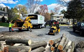 Best Tree Risk Assessment  in Laverne, OK